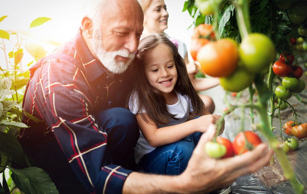 A father and daughter picking a ripe tomato from the vine