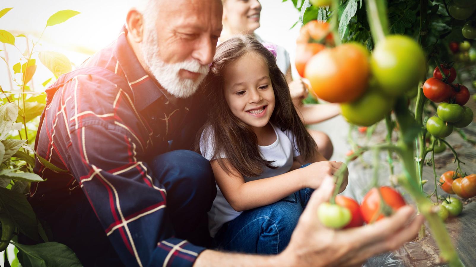 A father and daughter picking a ripe tomato from the vine