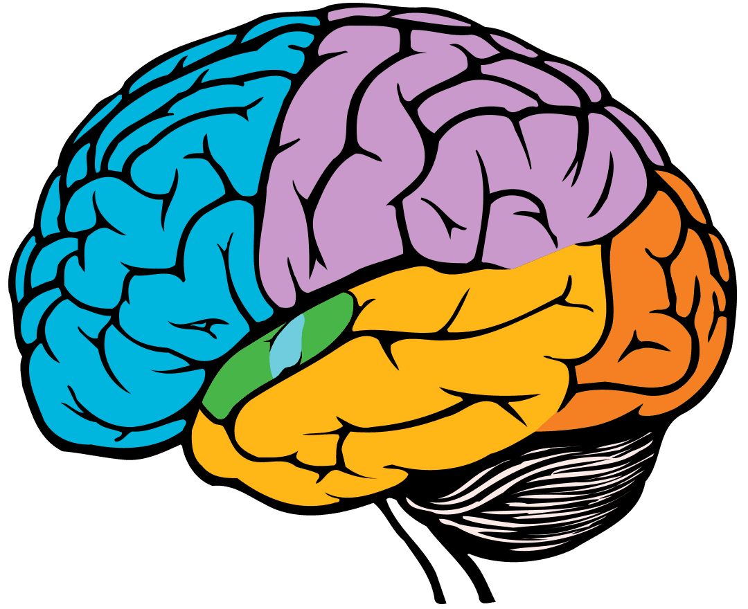 An illustrated brain showing various regions highlighted in colour